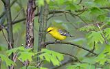 Blue-winged Warbler